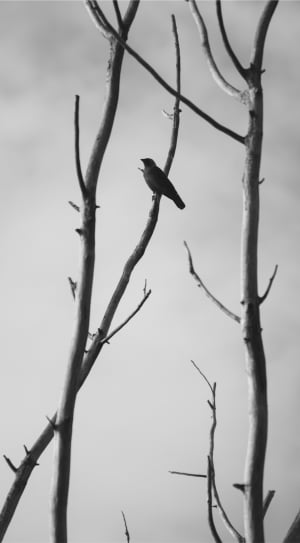 black mockingbird thumbnail