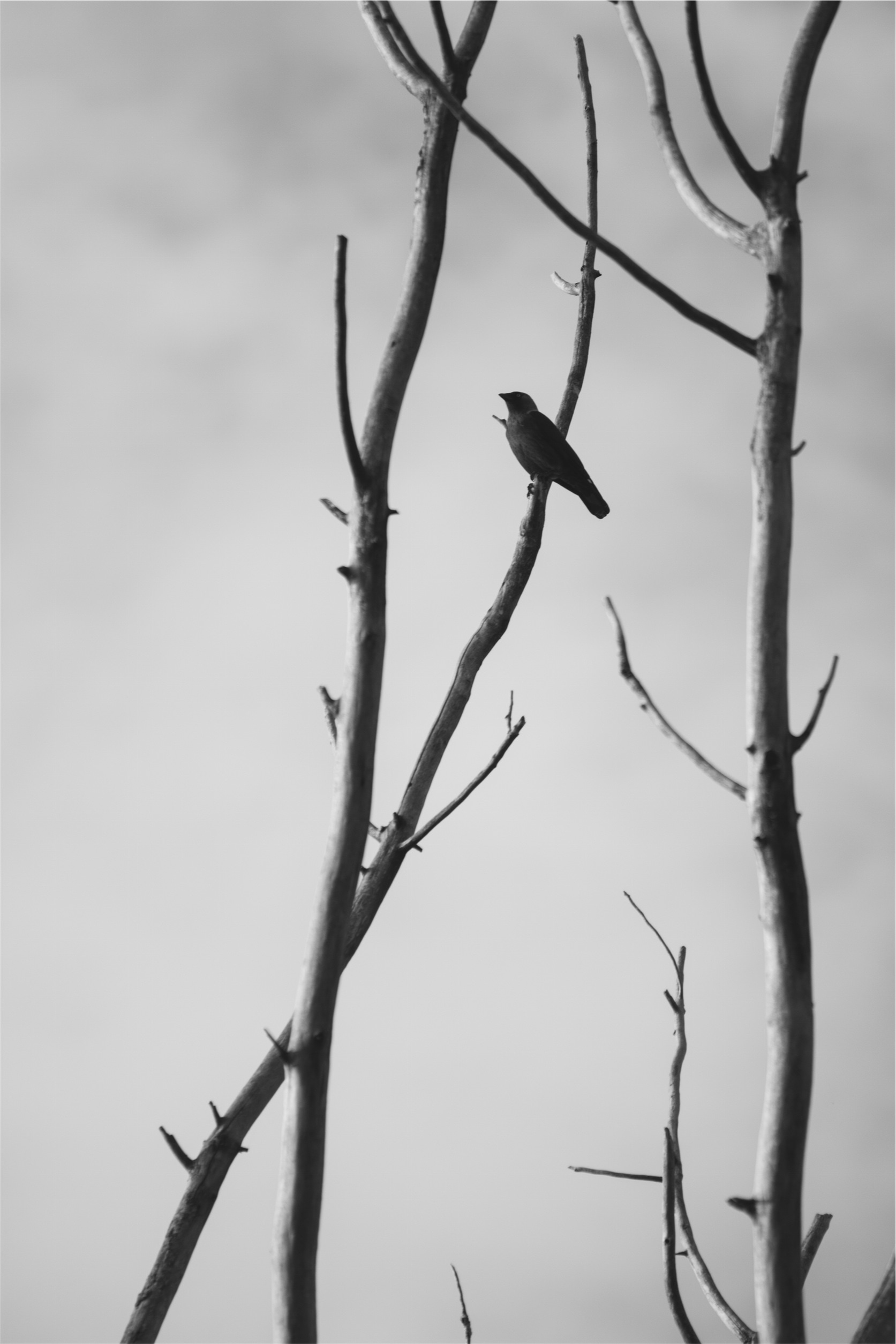 black mockingbird