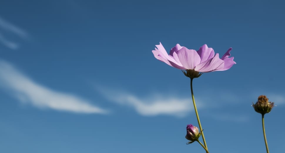 Autumn, Cosmos Field, Tabitha, Cosmos, flower, nature preview