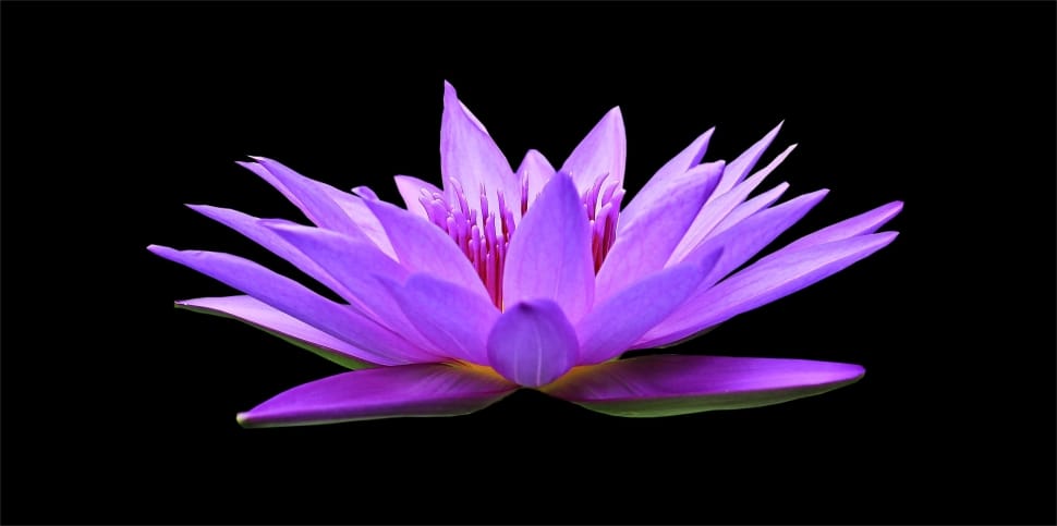 purple waterlily preview