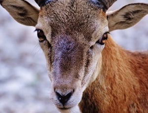 brown and white buck thumbnail
