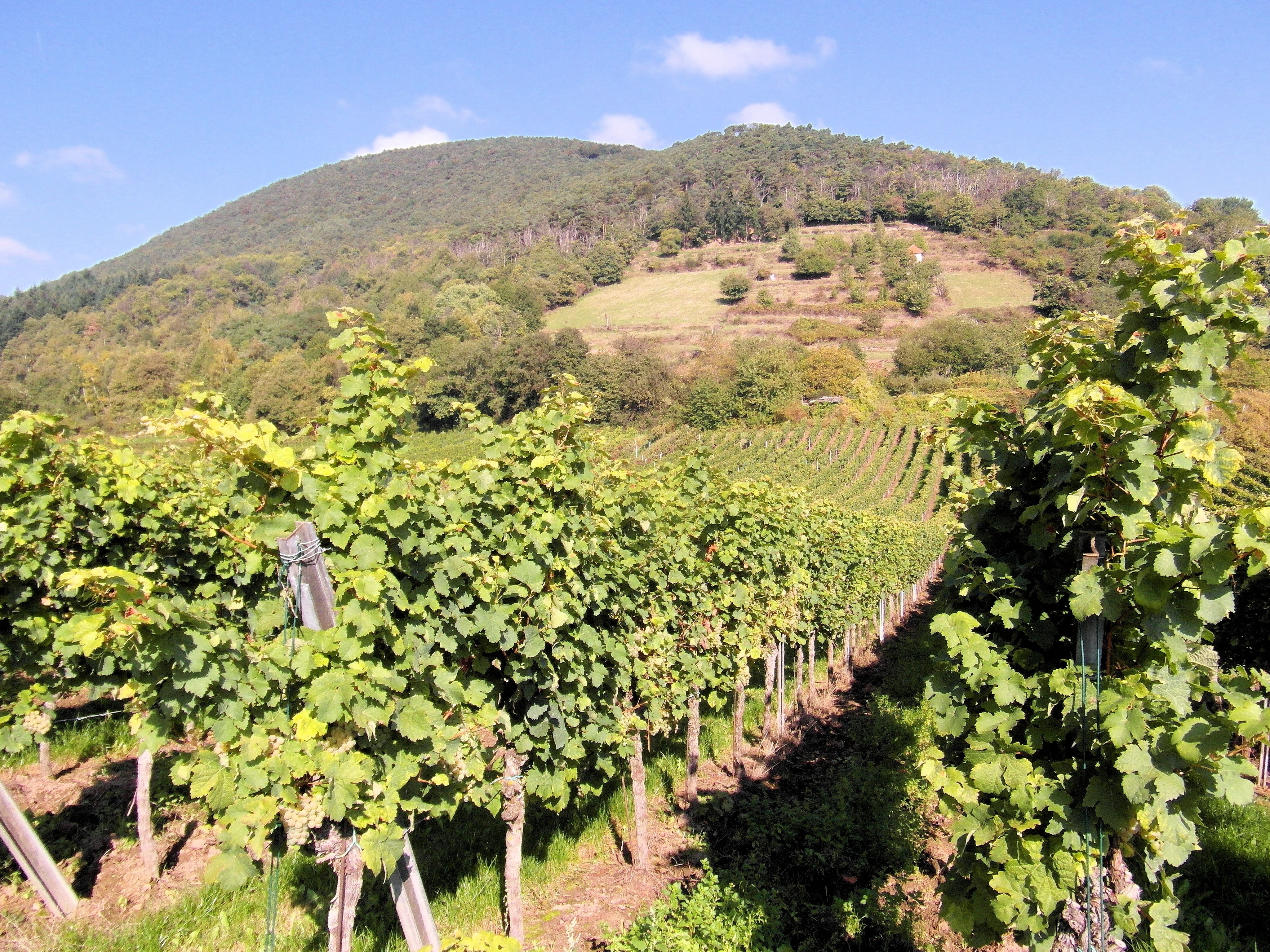 grape vine plantation