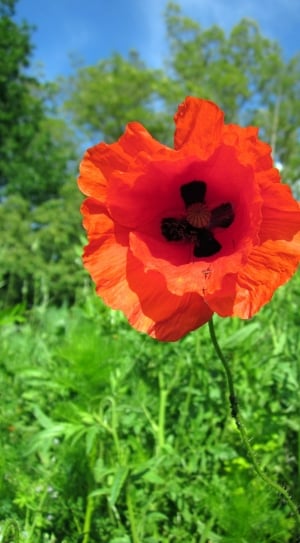 poppy flower thumbnail