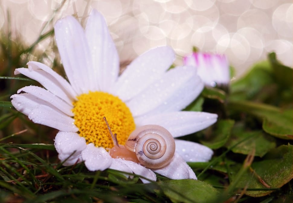 snail on white petaled flower preview
