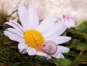 snail on white petaled flower thumbnail