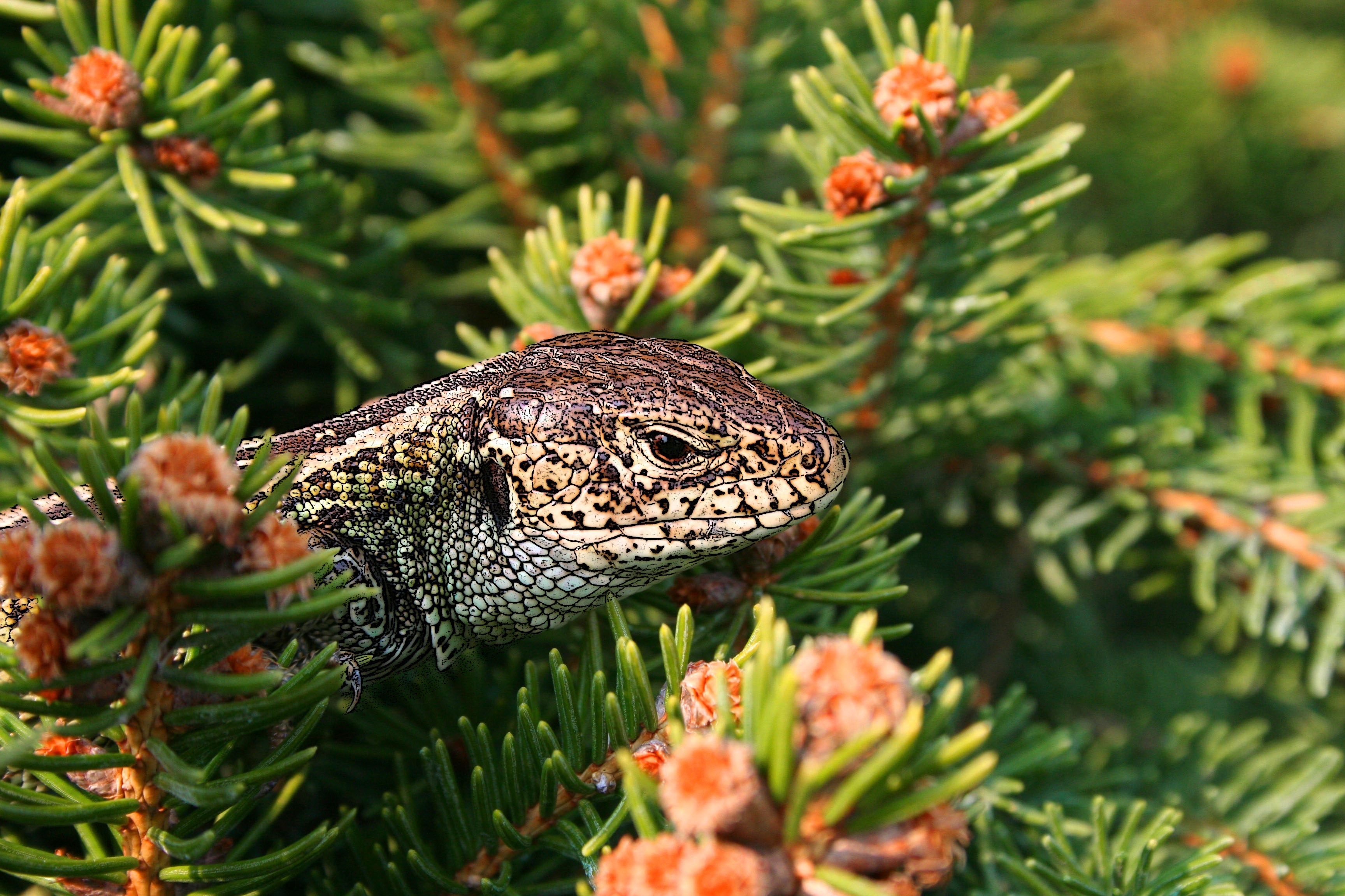 gray and brown reptile