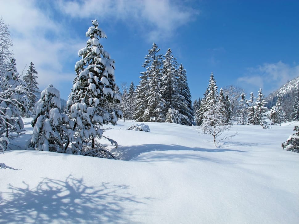 white snow pine tree preview