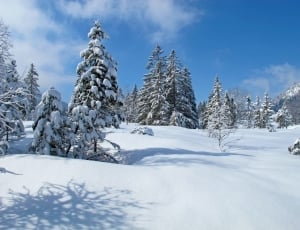 white snow pine tree thumbnail