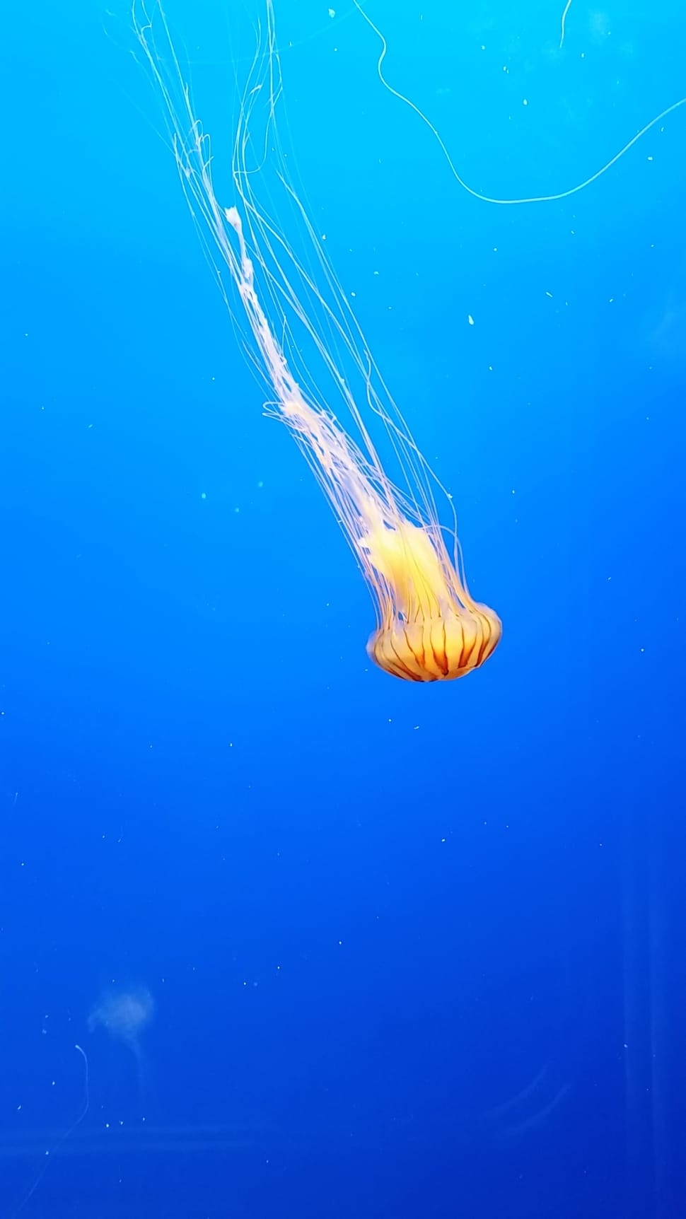 underwater photography of a orange and white jellyfish preview