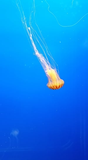 underwater photography of a orange and white jellyfish thumbnail