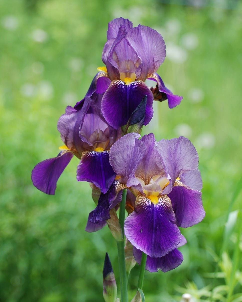 Garden, Flower, Plant, Flora, Iris, flower, purple preview