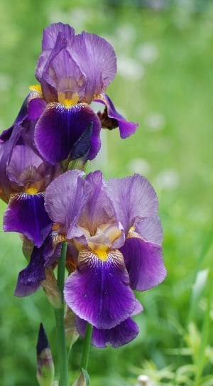 Garden, Flower, Plant, Flora, Iris, flower, purple thumbnail