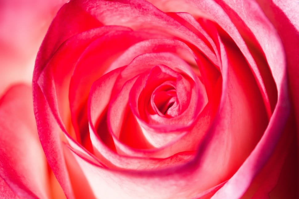 Blossom, Rose, Composites, Rosaceae, rose - flower, petal preview