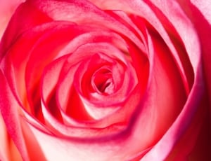 Blossom, Rose, Composites, Rosaceae, rose - flower, petal thumbnail