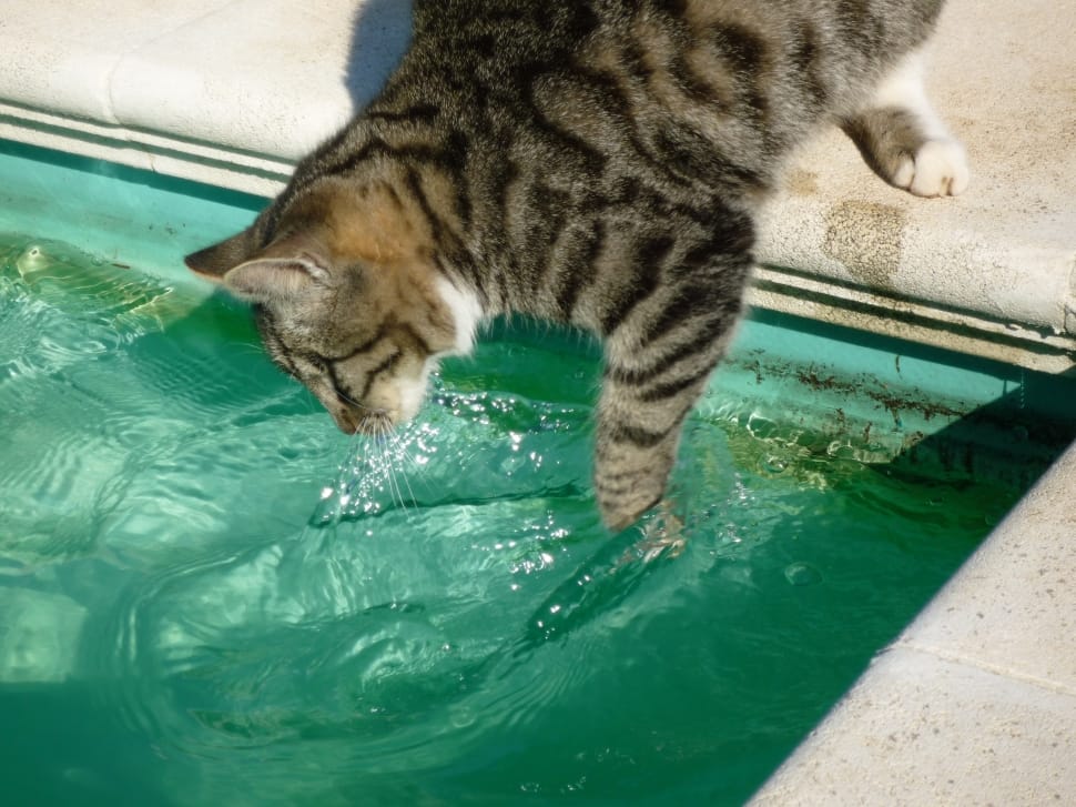 Feline, Furry, Cat Fishing In Pool, Pet, water, one animal preview