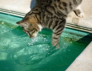 Feline, Furry, Cat Fishing In Pool, Pet, water, one animal thumbnail