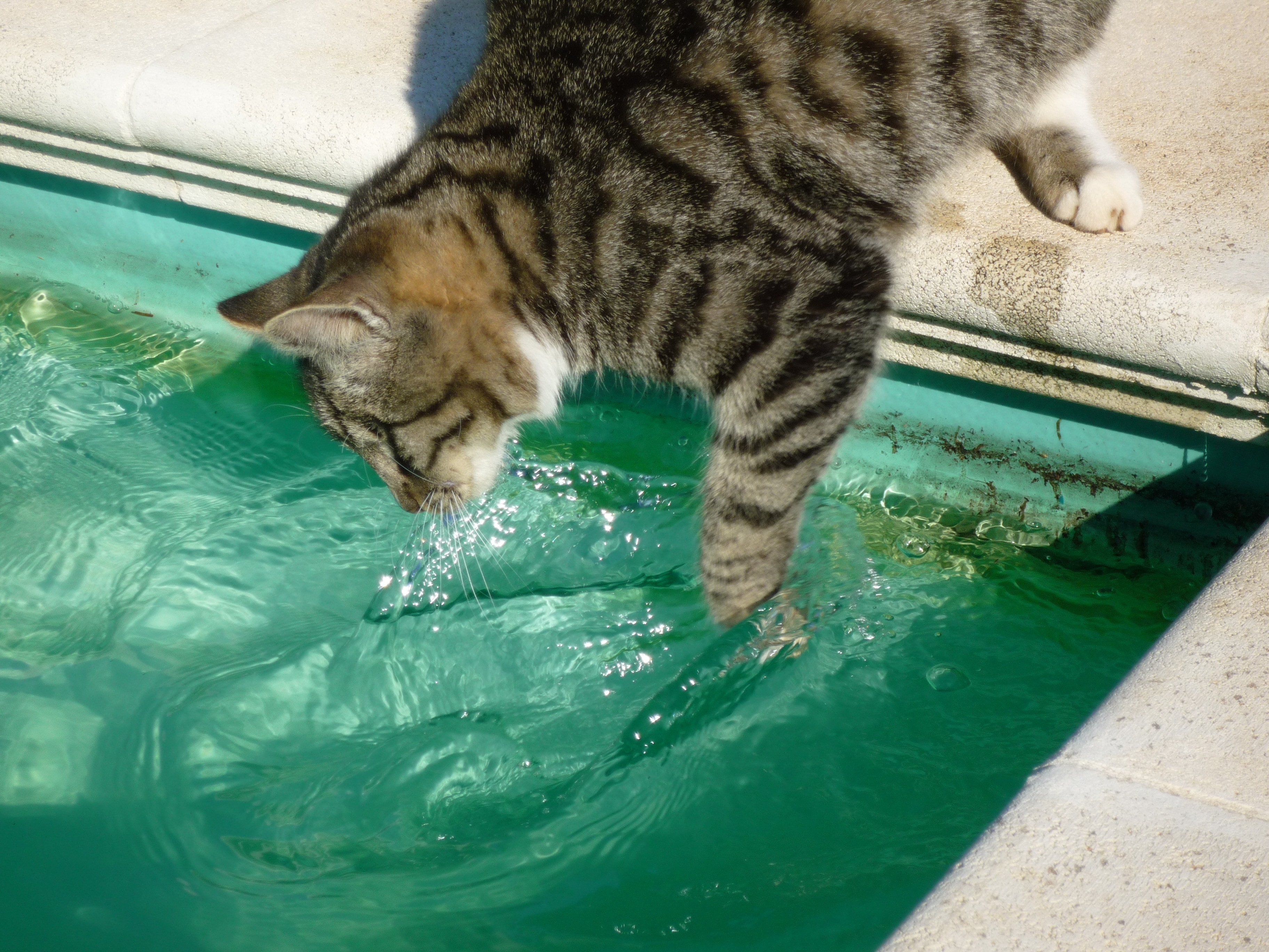 Feline, Furry, Cat Fishing In Pool, Pet, water, one animal