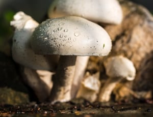 white mushrooms macro photography thumbnail