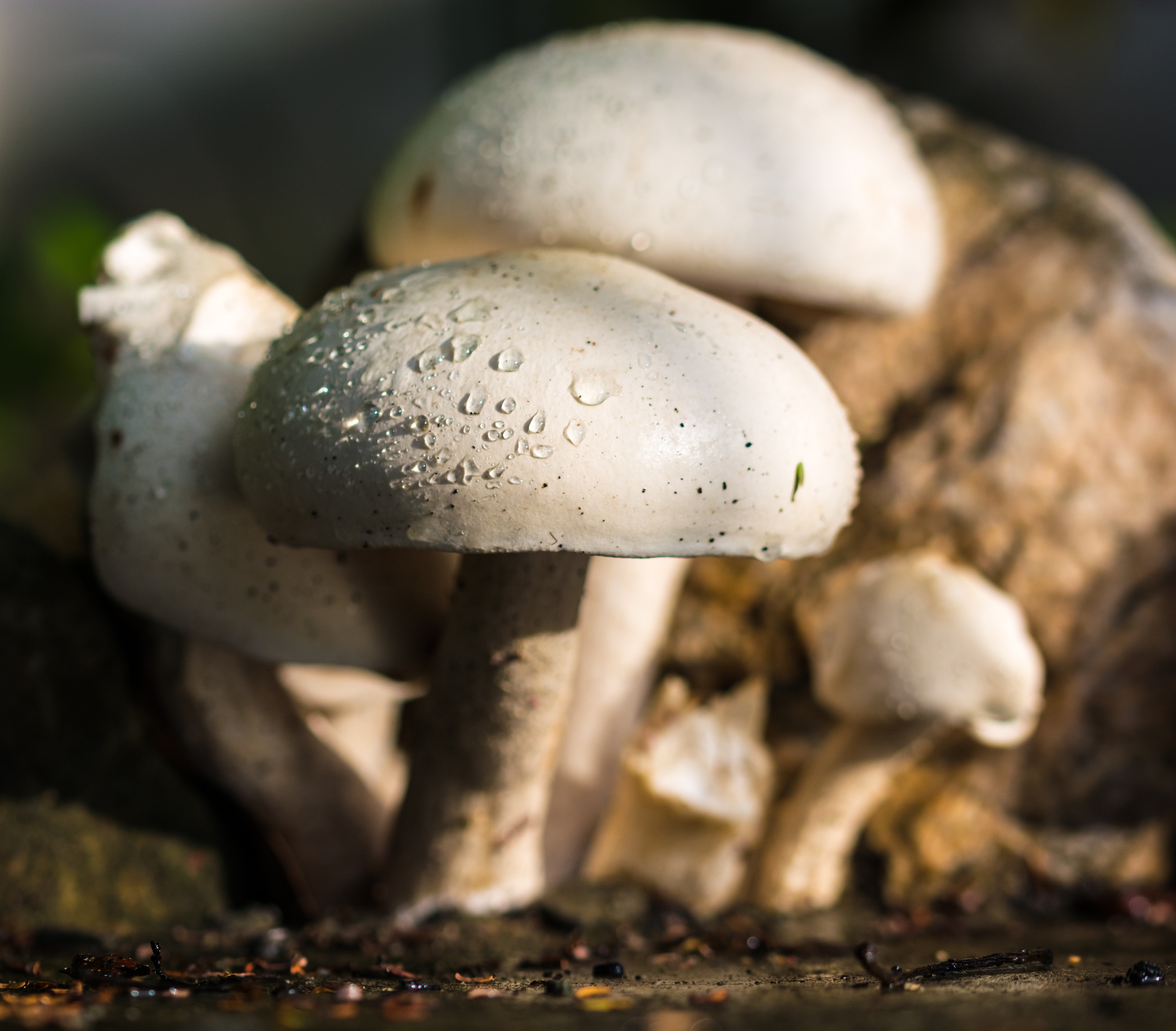 white mushrooms macro photography