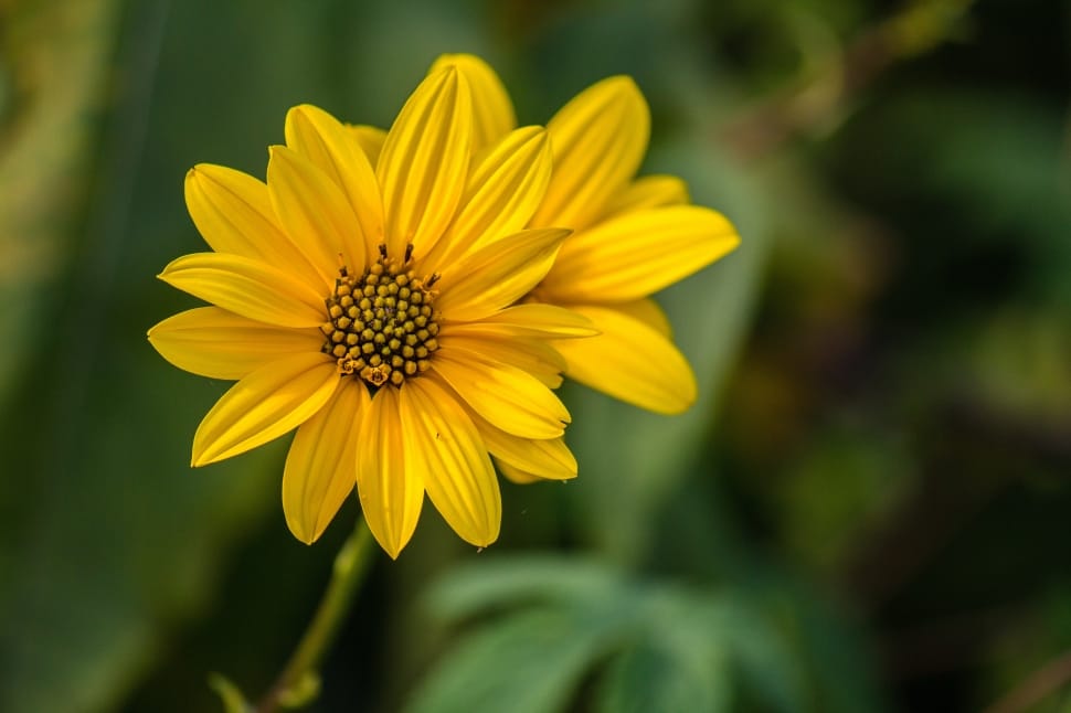 selective focus photography of yellow petaled flower preview
