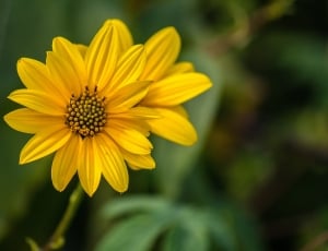 selective focus photography of yellow petaled flower thumbnail