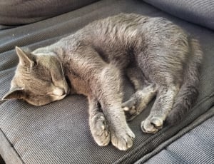 grey short coated cat thumbnail