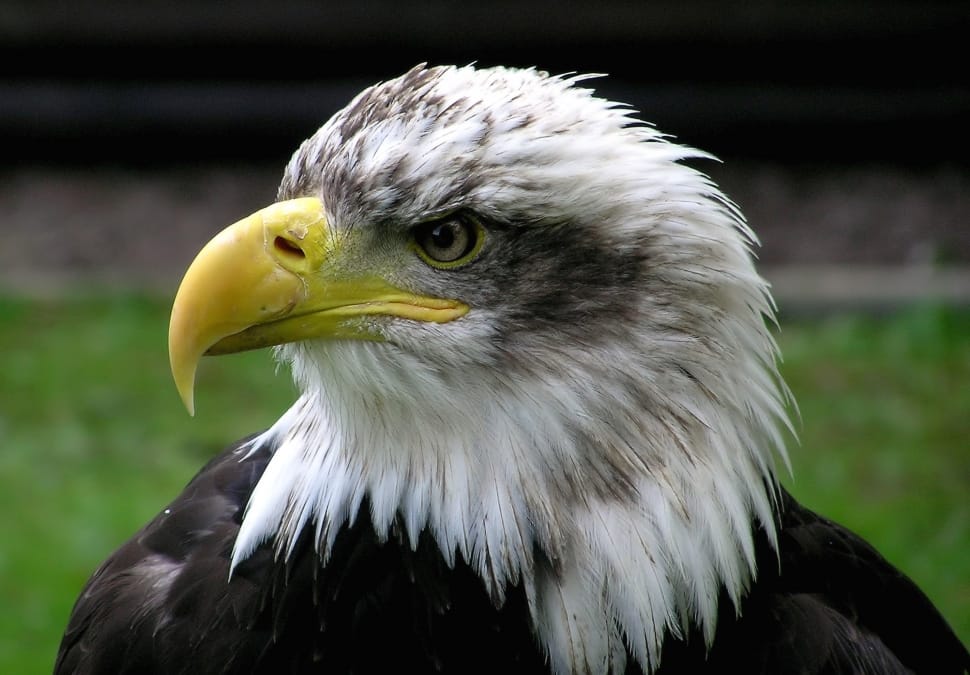 Bird, Adler, Raptor, Bald Eagle, bird, bird of prey preview