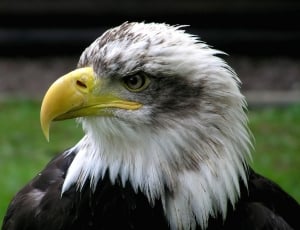 Bird, Adler, Raptor, Bald Eagle, bird, bird of prey thumbnail