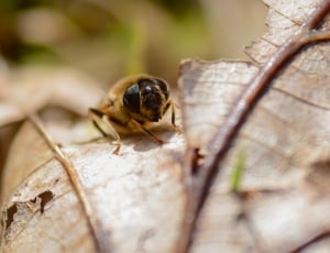honey bee on brown leaf thumbnail