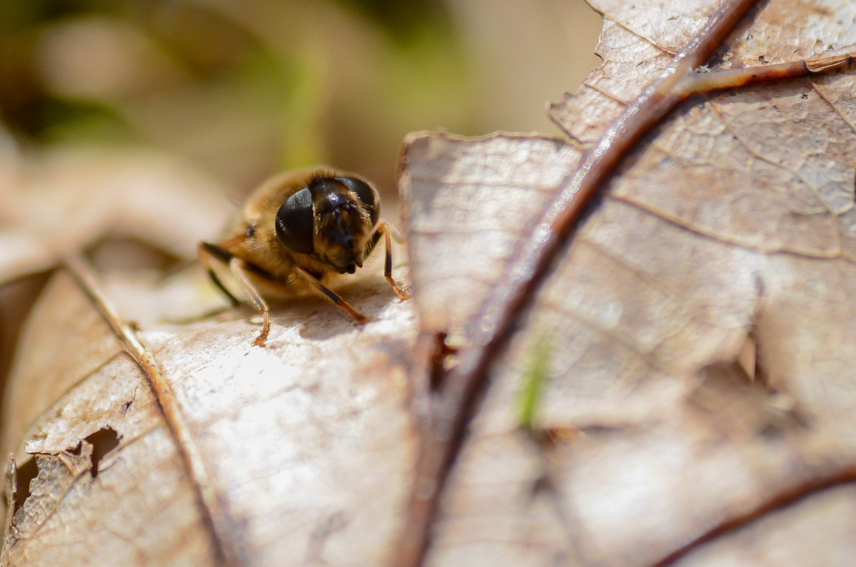 honey bee on brown leaf