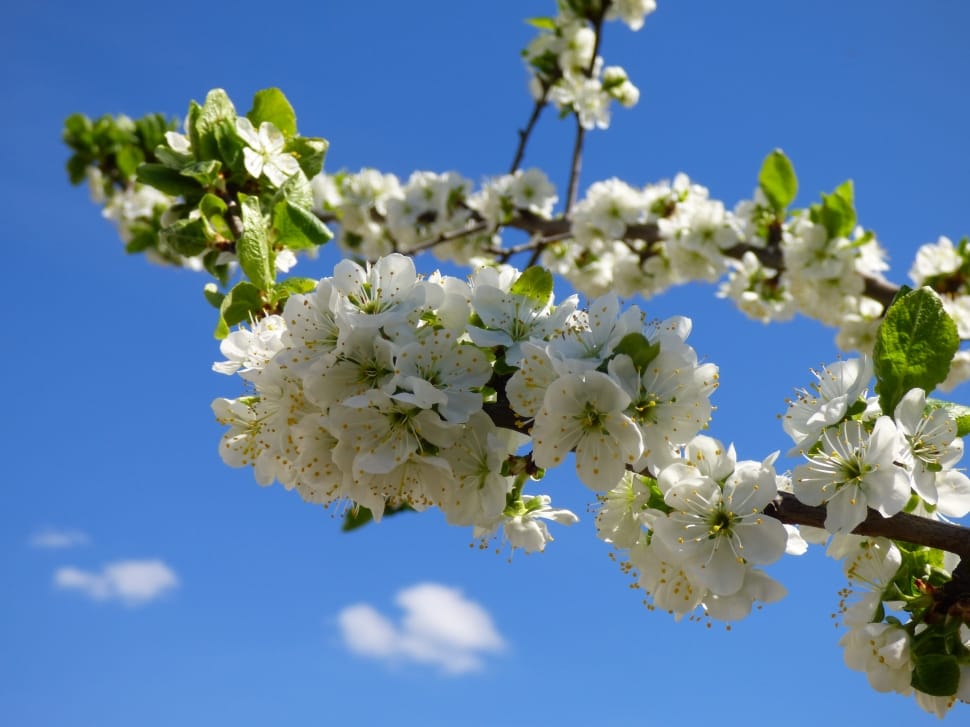Plum Trees, Flower, Flowers, Spring, flower, growth preview