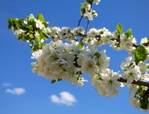 Plum Trees, Flower, Flowers, Spring, flower, growth thumbnail