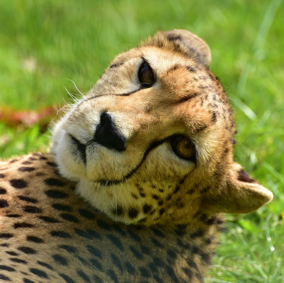 adult cheetah preview
