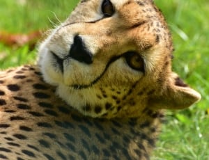 adult cheetah thumbnail