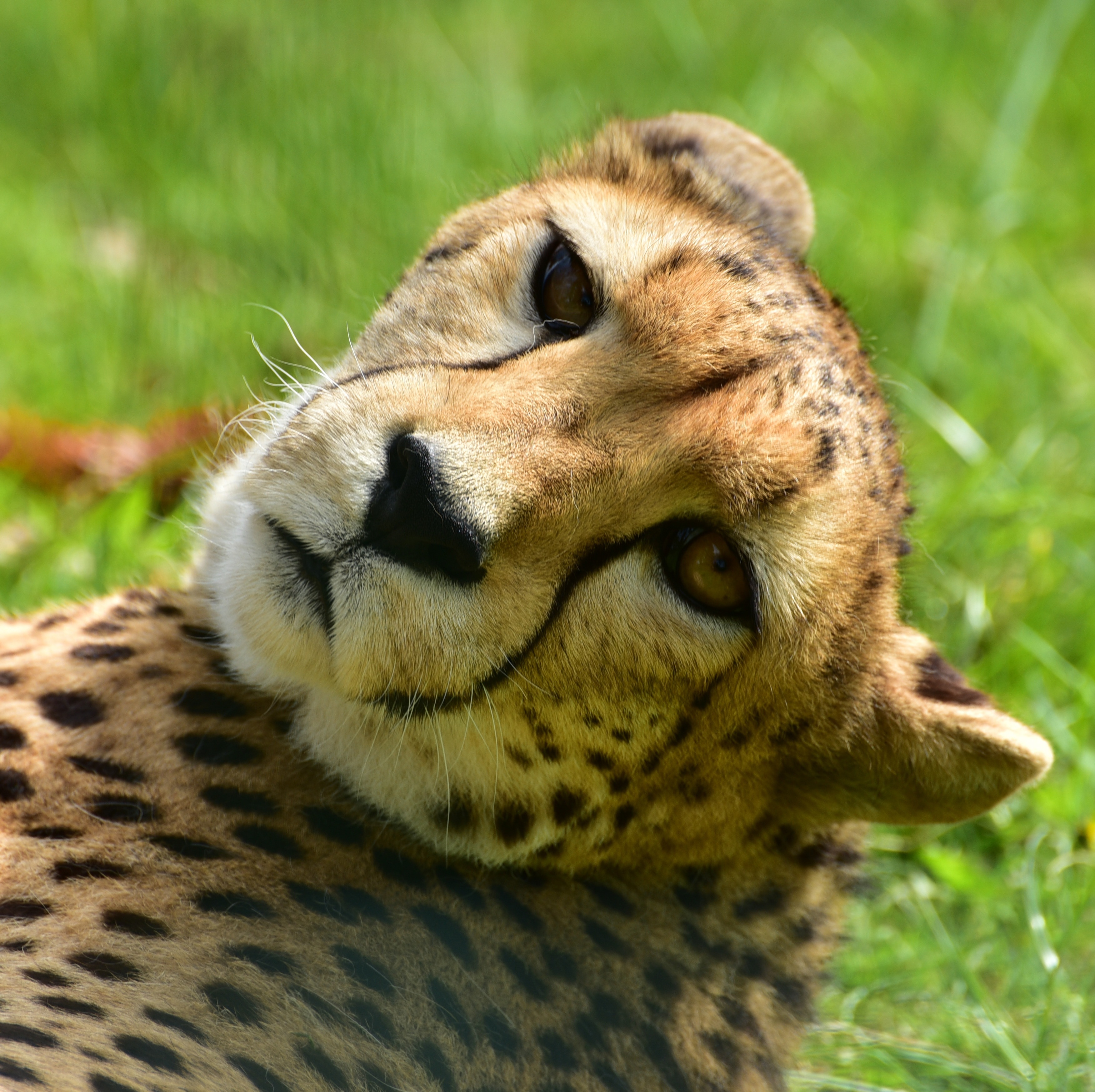adult cheetah