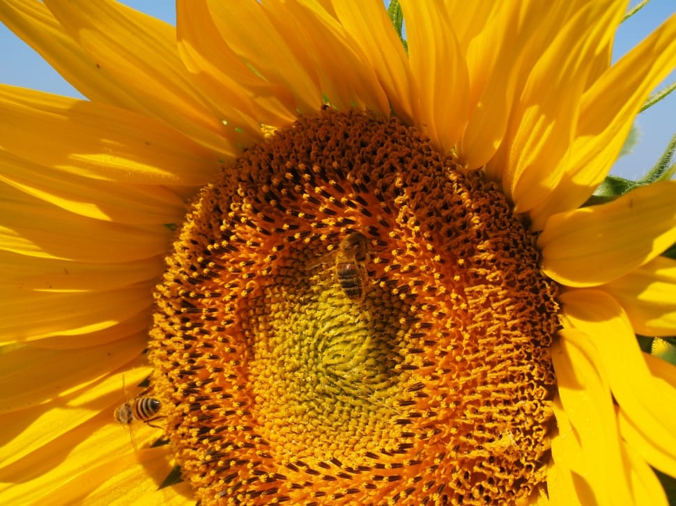 orange and yellow sunflower preview