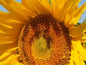 orange and yellow sunflower thumbnail