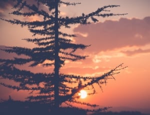silhouette photo of tree during golden hour thumbnail