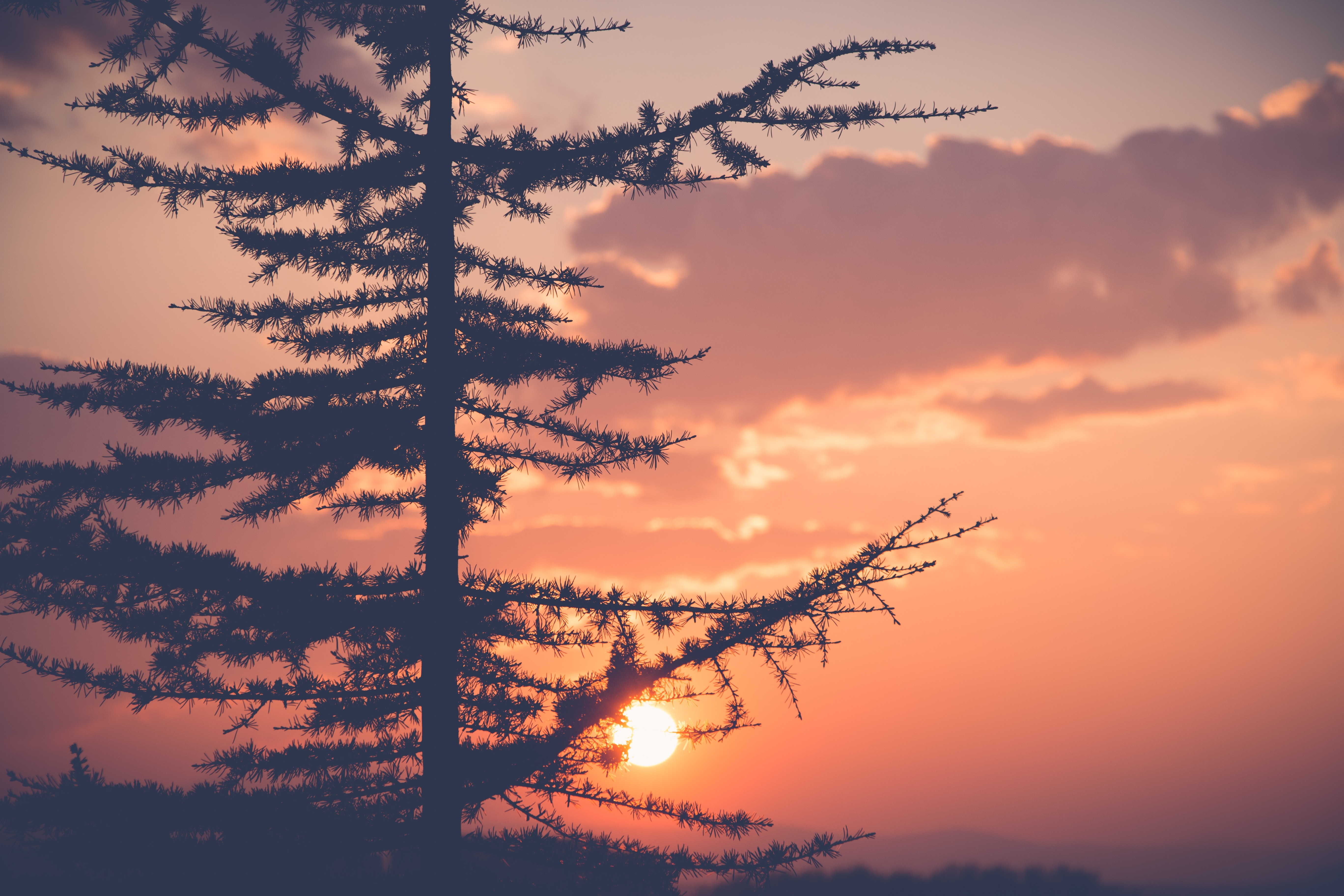 silhouette photo of tree during golden hour