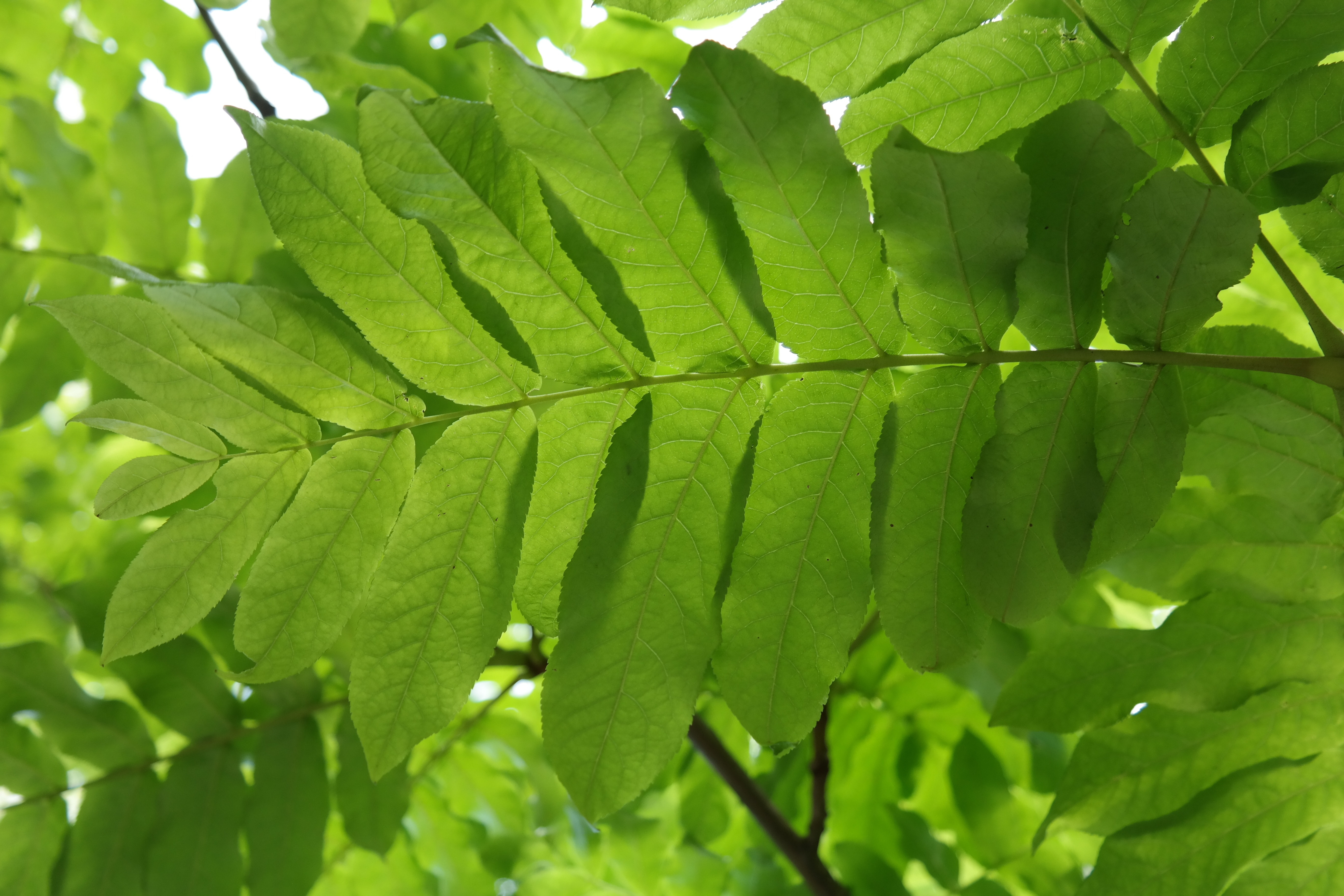 low angle photography of green leaf plant