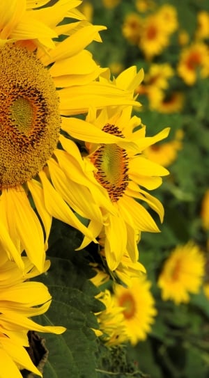 Yellow, Sun Flower, Nature, Flower, flower, yellow thumbnail
