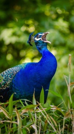 blue peacock on green grass thumbnail