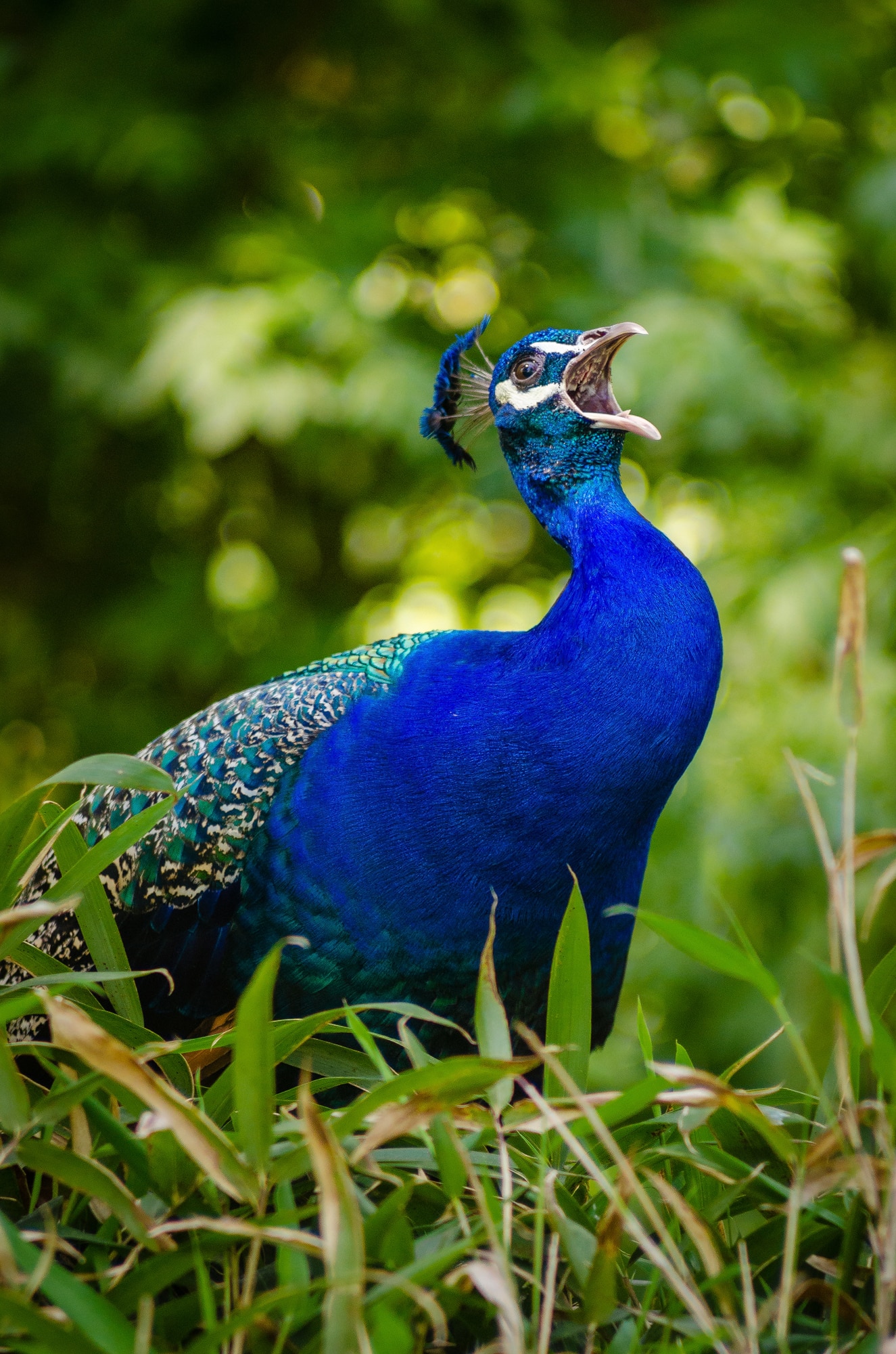 blue peacock on green grass