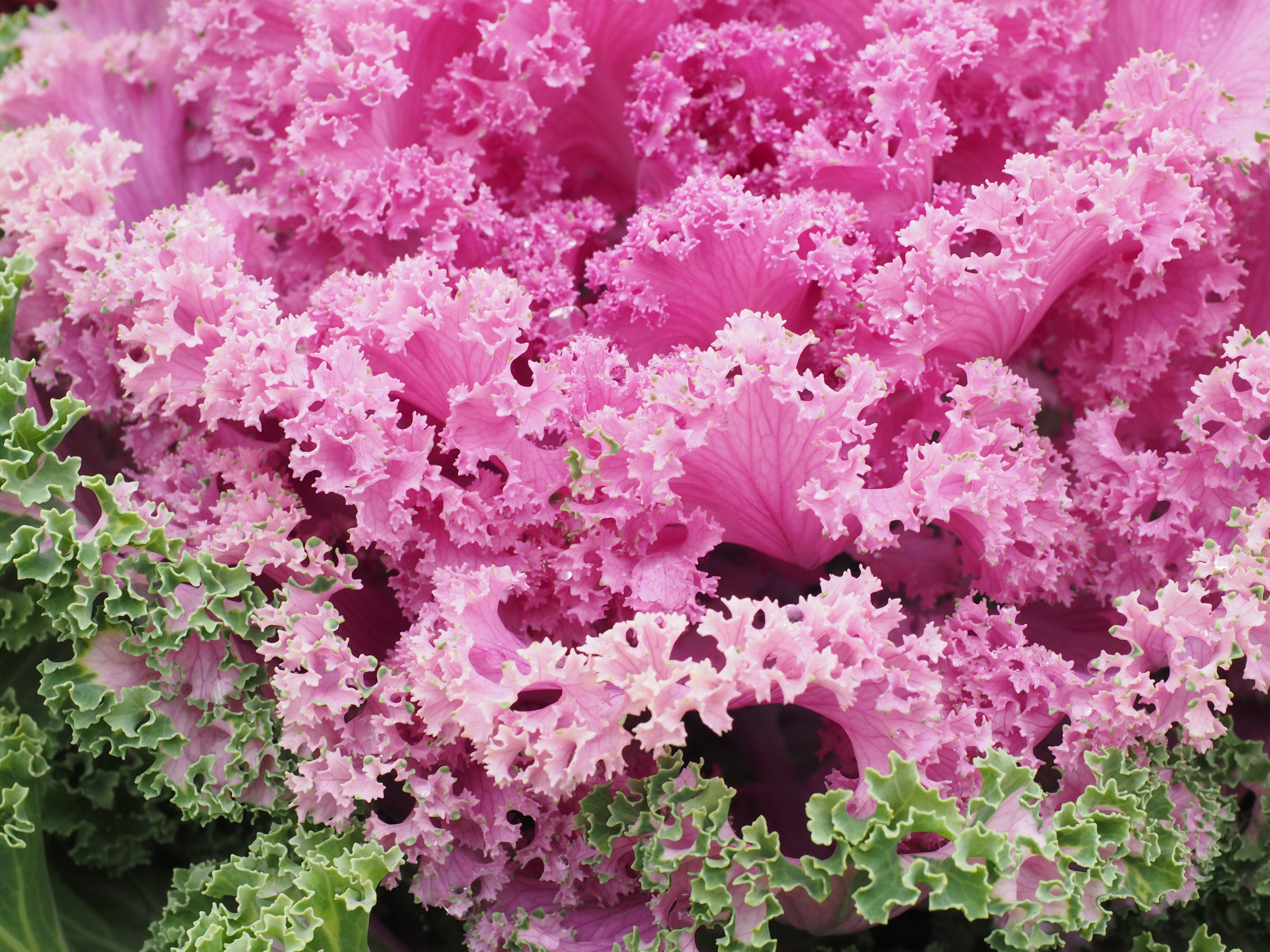 Ornamental Cabbage, Leaves, Detail, pink color, plant