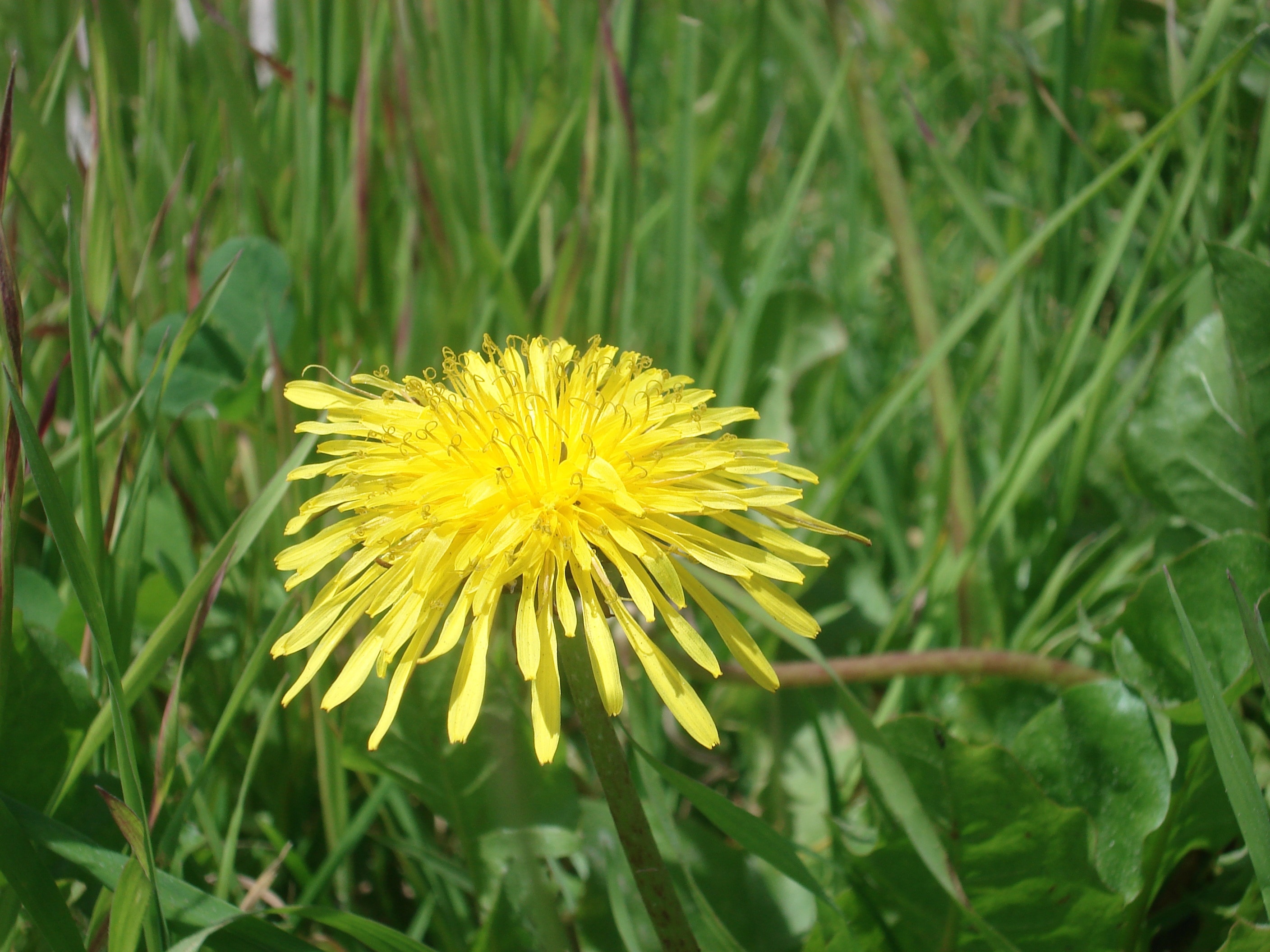 yellow dandelion