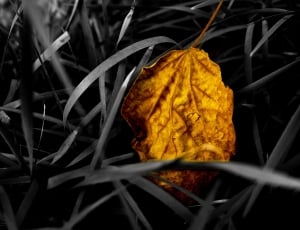 brown leaf photography thumbnail
