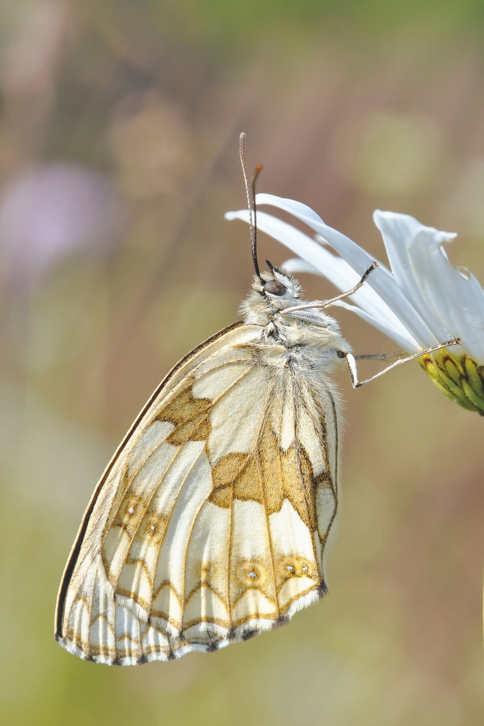 white and brown butterfly preview