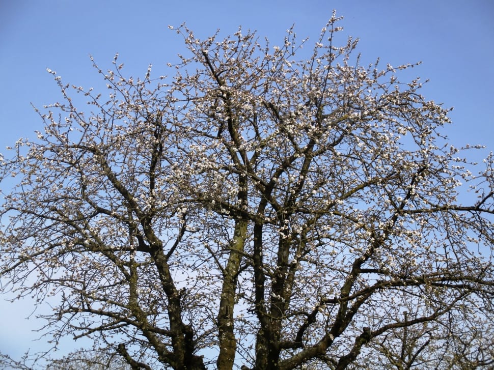 white cherry blossom tree preview