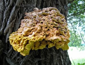 yellow mushroom thumbnail