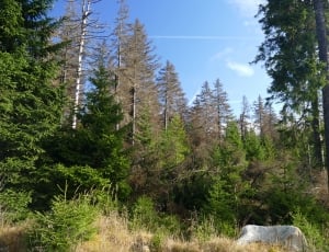 Reafforestation, Contrasts, Waldsterben, tree, forest thumbnail